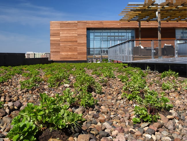 green roof at Market One