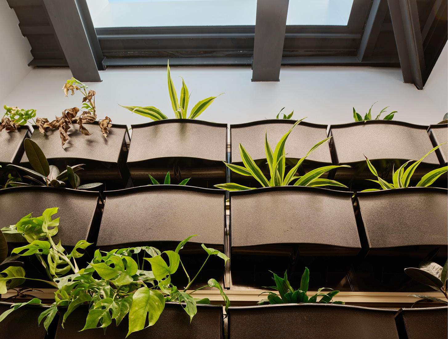 green wall and skylight in a private office at the Stanley Center