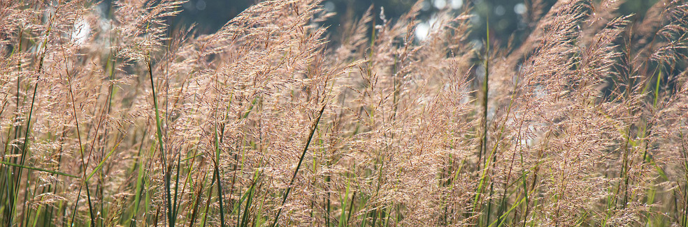 What is the USGBC’s Sustainable SITES Initiative?