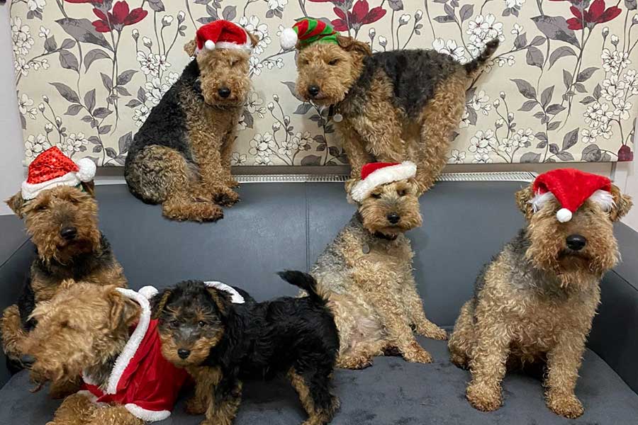 XmasDogs-taken by sophie-opt